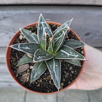 Agave victoriae-reginae ( Agáve kráľovská) – výška 5 cm, Ø 10 cm, kont. P11